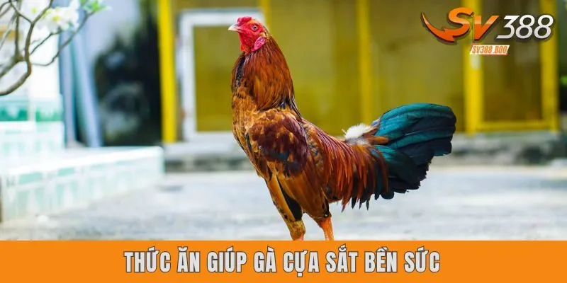 Thức ăn giúp gà cựa sắt bền sức