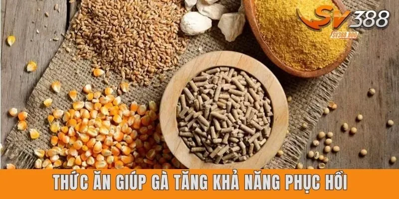 Thức ăn giúp gà đá bền sức và hỗ trợ khả năng phục hồi