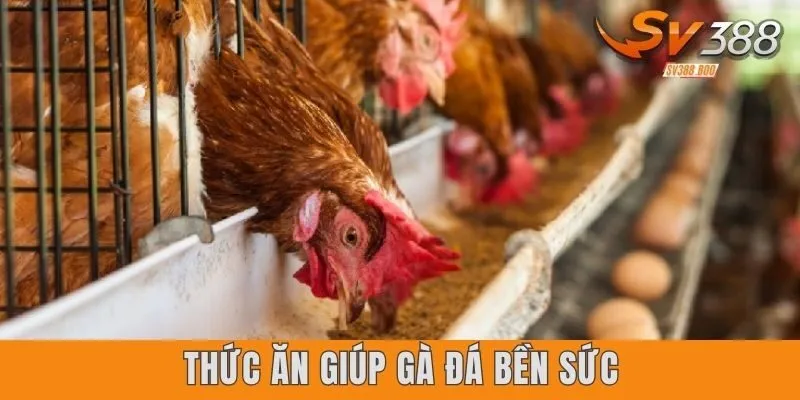 Thức Ăn Giúp Gà Đá Bền Sức