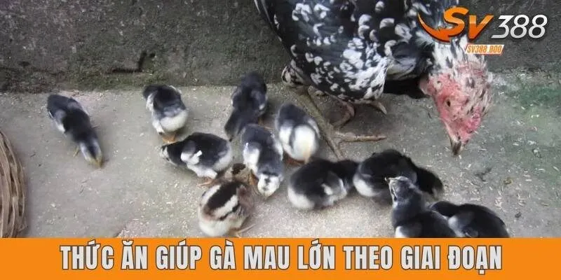 Thức ăn giúp gà mau lớn theo giai đoạn