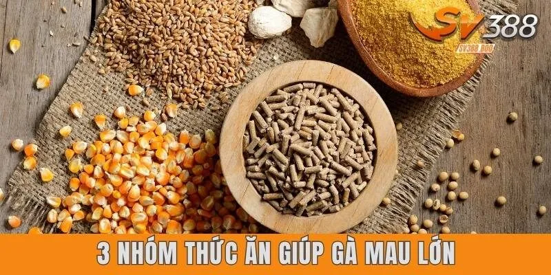 Thức ăn giúp gà mau lớn theo giai đoạn