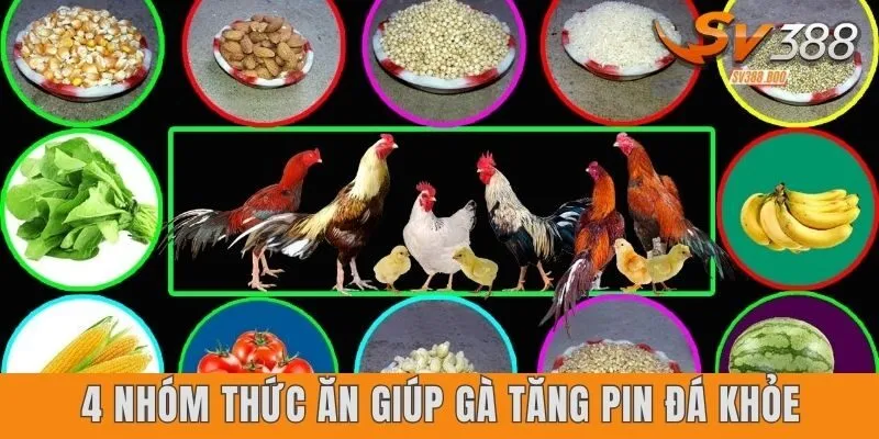 Thức ăn giúp gà tăng pin