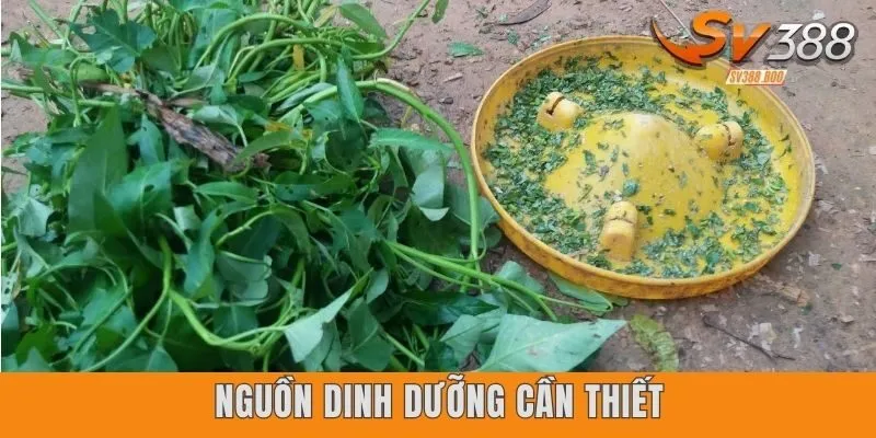 Thức ăn tăng cơ cho gà chọi là nguồn dinh dưỡng cần thiết