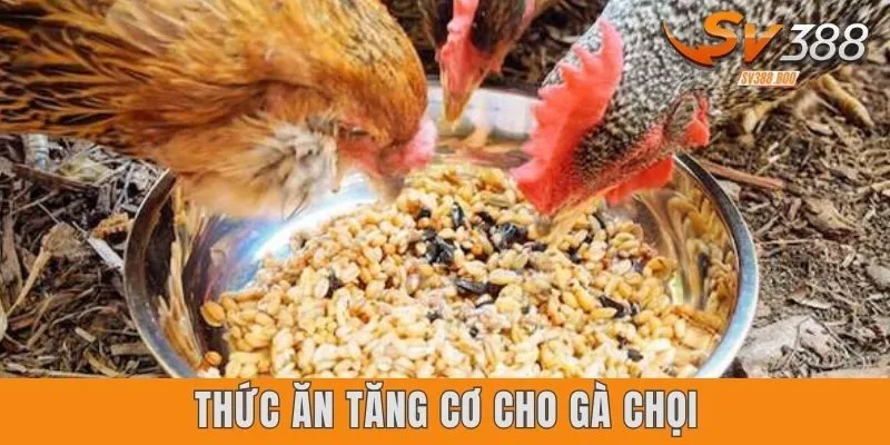 Thức Ăn Tăng Cơ Cho Gà Chọi