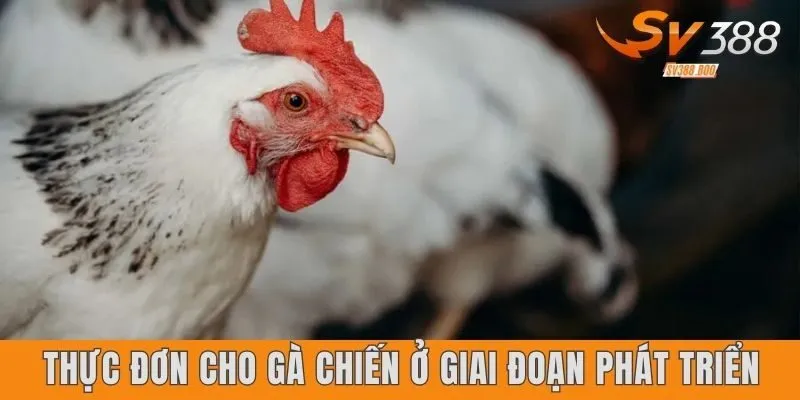 Thực đơn cho gà chiến ở giai đoạn phát triển