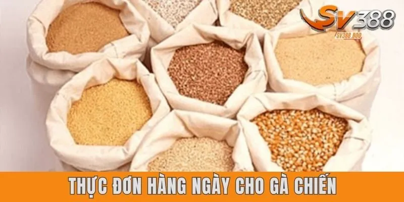 Thực đơn hàng ngày cho gà chiến