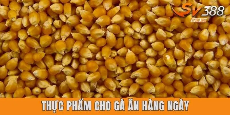 Thực phẩm cho gà ăn hàng ngày