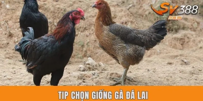 Tip chọn giống gà đá lai có chiến thắng nhiều nhất