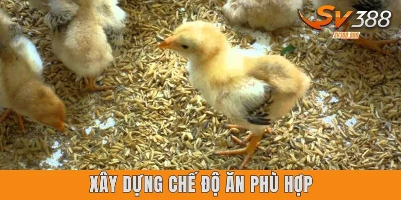 Top 3 loại thức ăn giúp gà đá luôn bền sức