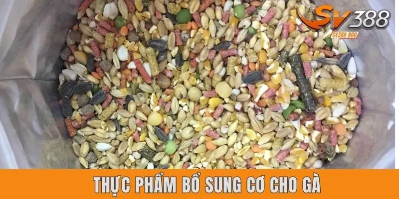 Top 4 thực phẩm bổ sung cơ cho gà hiệu quả