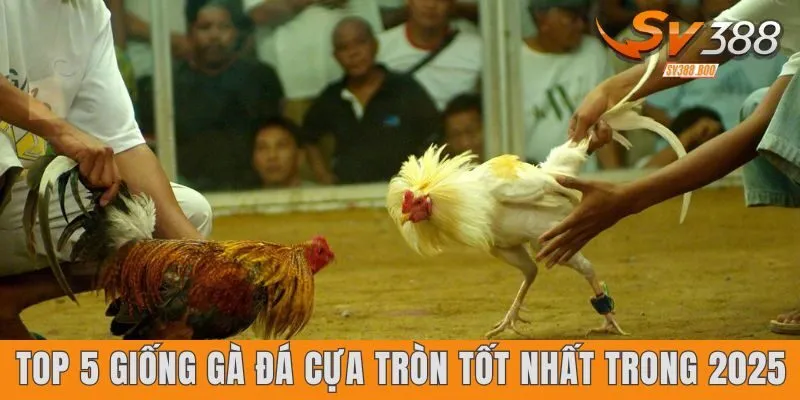 Top 5 giống gà đá cựa tròn tốt nhất trong 2025