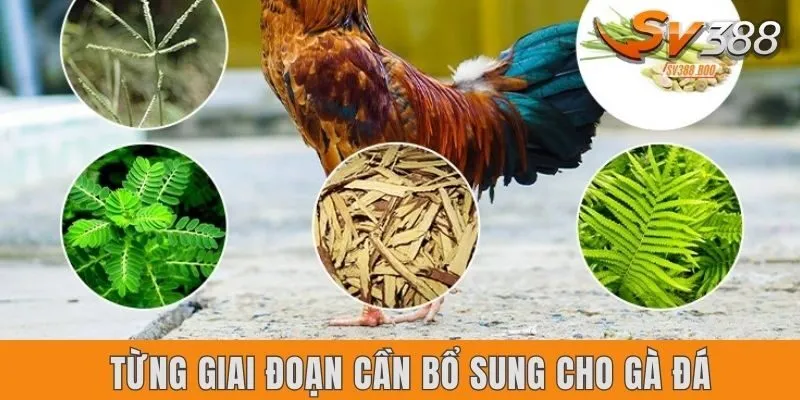 Từng giai đoạn cần bổ sung cho gà đá