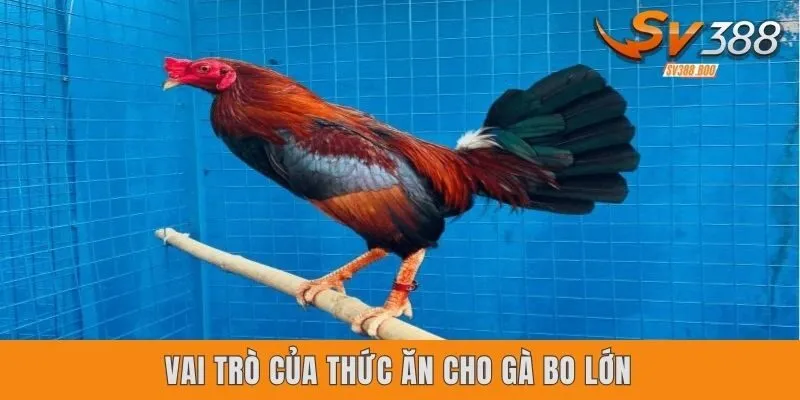 Vai trò của thức ăn cho gà Bo lớn