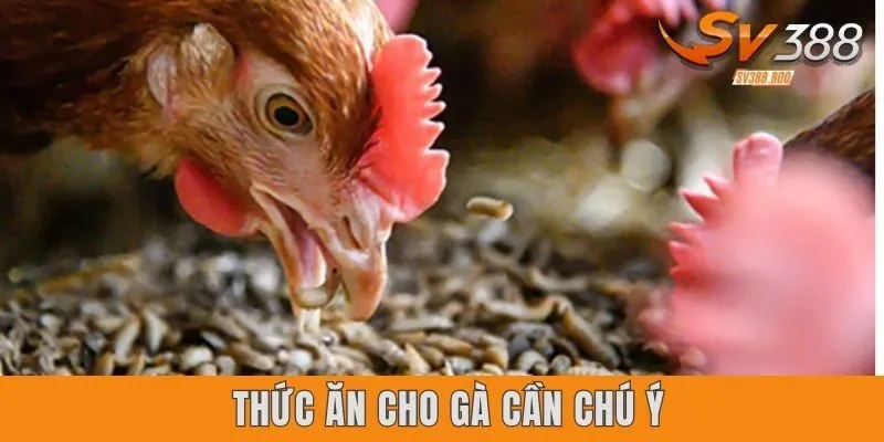 Yếu tố cần chú ý trong chuỗi thức ăn cho gà