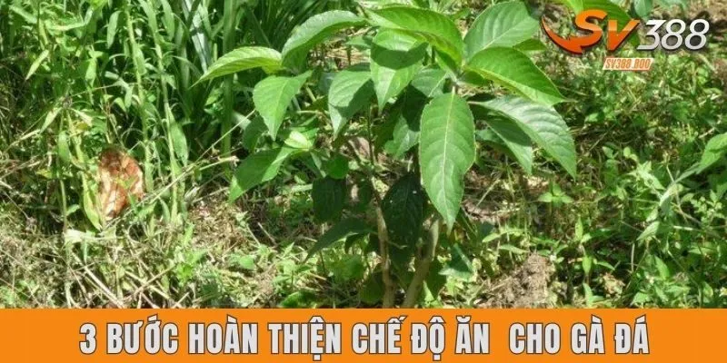 3 bước hoàn thiện chế độ ăn hoàn hảo cho gà đá