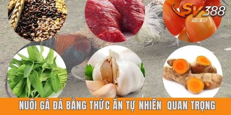 Bí quyết nuôi gà đá bằng thức ăn tự nhiên cực kỳ quan trọng