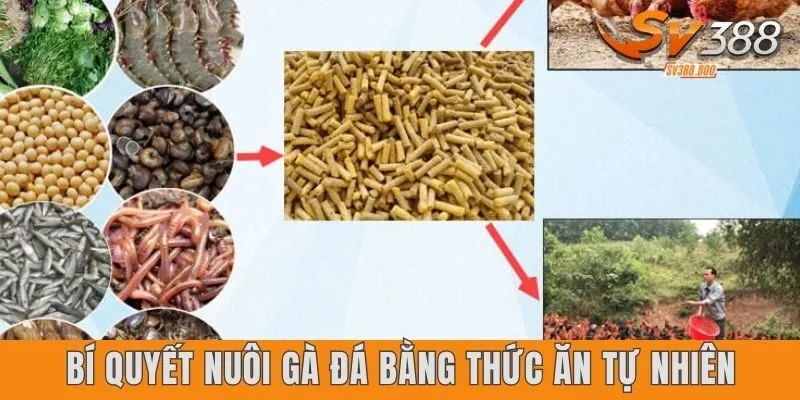 Cách xây dựng bí quyết nuôi gà đá bằng thức ăn tự nhiên