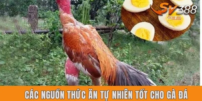 Các nguồn thức ăn tự nhiên tốt cho gà đá